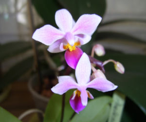 Różne gatunki storczyka Phalaenopsis