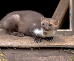 Jak pozbyc się kuny z domu lub garażu? Sprawdzone sposoby