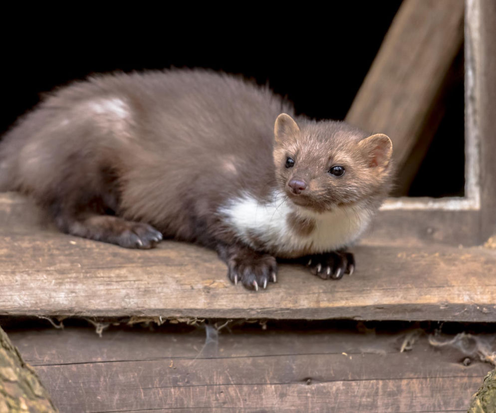 Jak pozbyc się kuny z domu lub garażu? Sprawdzone sposoby