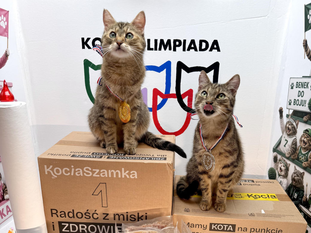 Koty z Tarnobrzega podbijają internet!