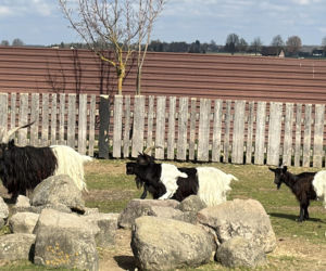 Słodka kózka z Wojciechowa szuka imienia