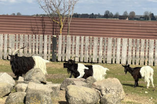 Słodka kózka z Wojciechowa szuka imienia