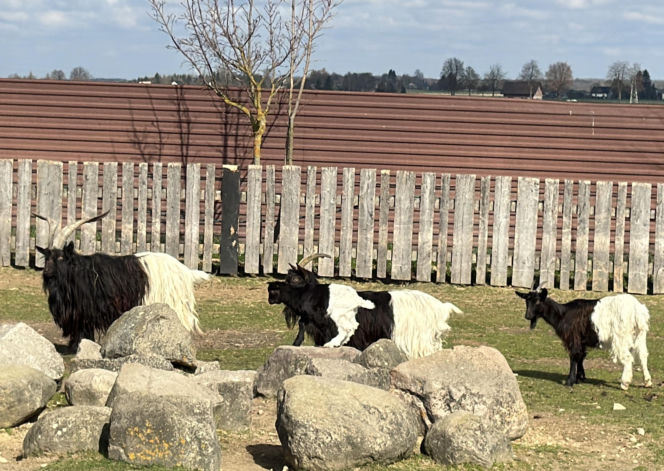 Słodka kózka z Wojciechowa szuka imienia