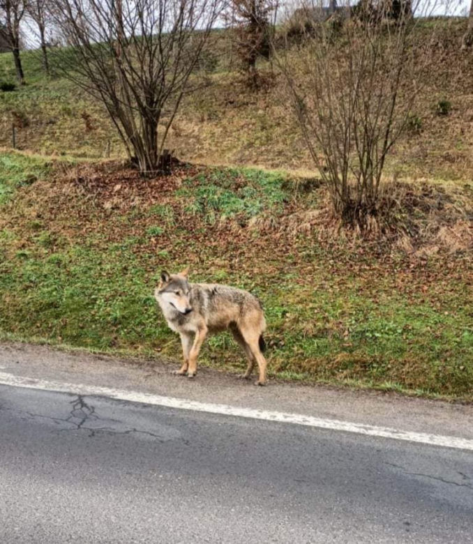 Wilk na drodze w Bieszczadach. Jedzie tam na ferie? Uważajcie! 
