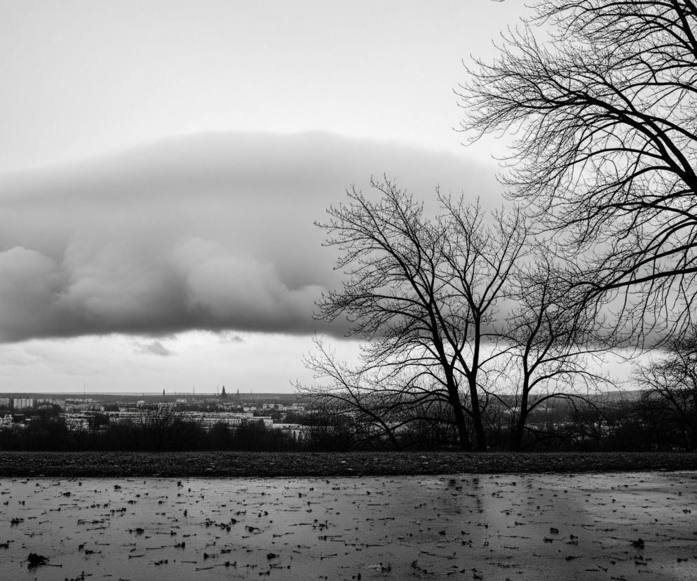 Duże drzewa bez liści, o ciemnych, rozłożystych gałęziach, dominują po prawej stronie kadru, natomiast mniejsze, również bezlistne drzewa, są widoczne na środku, ich cienie odbijają się w kałużach. Przed drzewami rozciąga się ciemne, mokre podłoże z licznymi kałużami i rozsianymi drobnymi szczątkami roślin, odbijające światło. W tle, pod horyzontem, rozpościera się panorama miasta z budynkami i wieżami, a nad nim ciężkie, szare chmury, częściowo przysłaniające jasne, szare niebo. Cały obraz utrzymany jest w monochromatycznej palecie szarości.