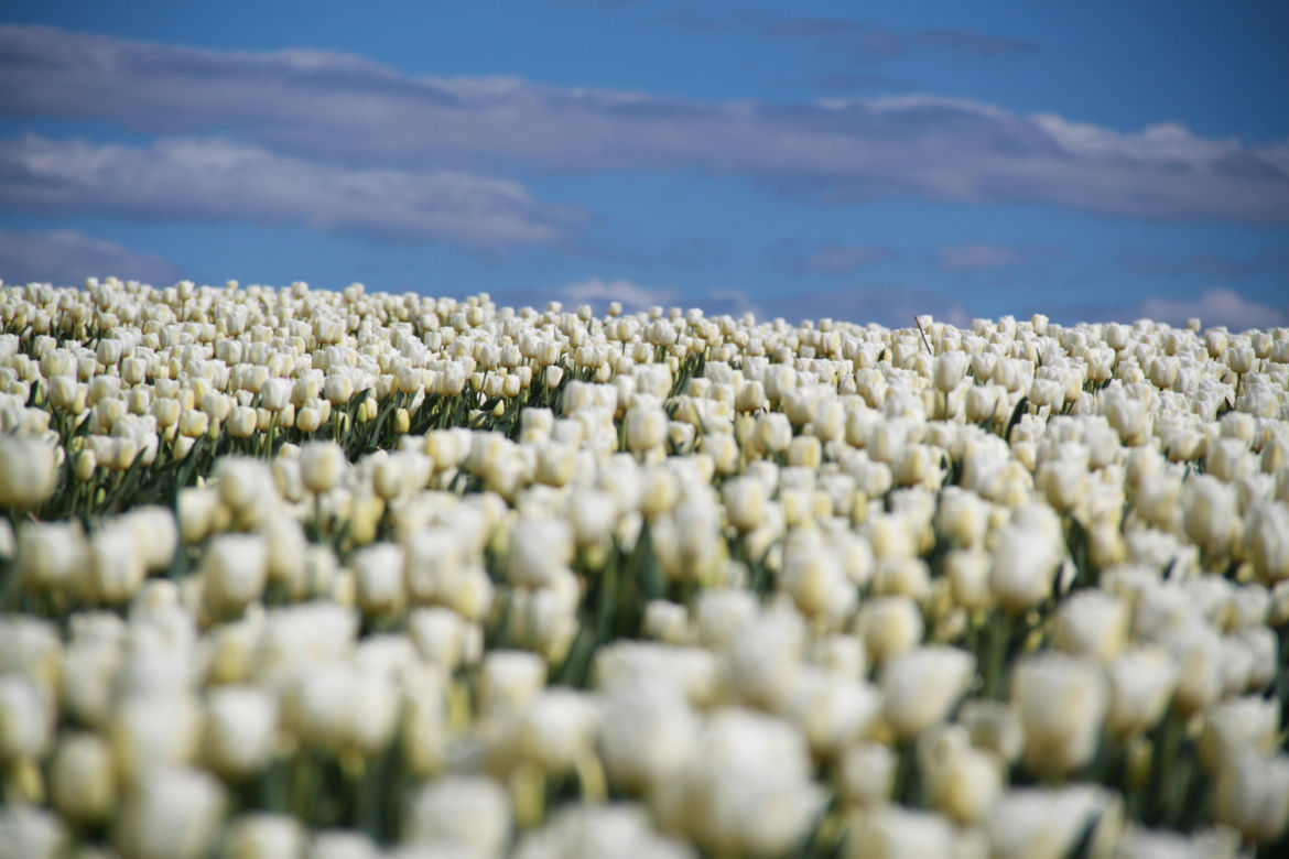 Tulipany na polach w Chrzypsku Wielkim