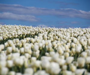 Tulipany na polach w Chrzypsku Wielkim