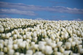 Tulipany na polach w Chrzypsku Wielkim