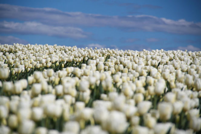Tulipany na polach w Chrzypsku Wielkim