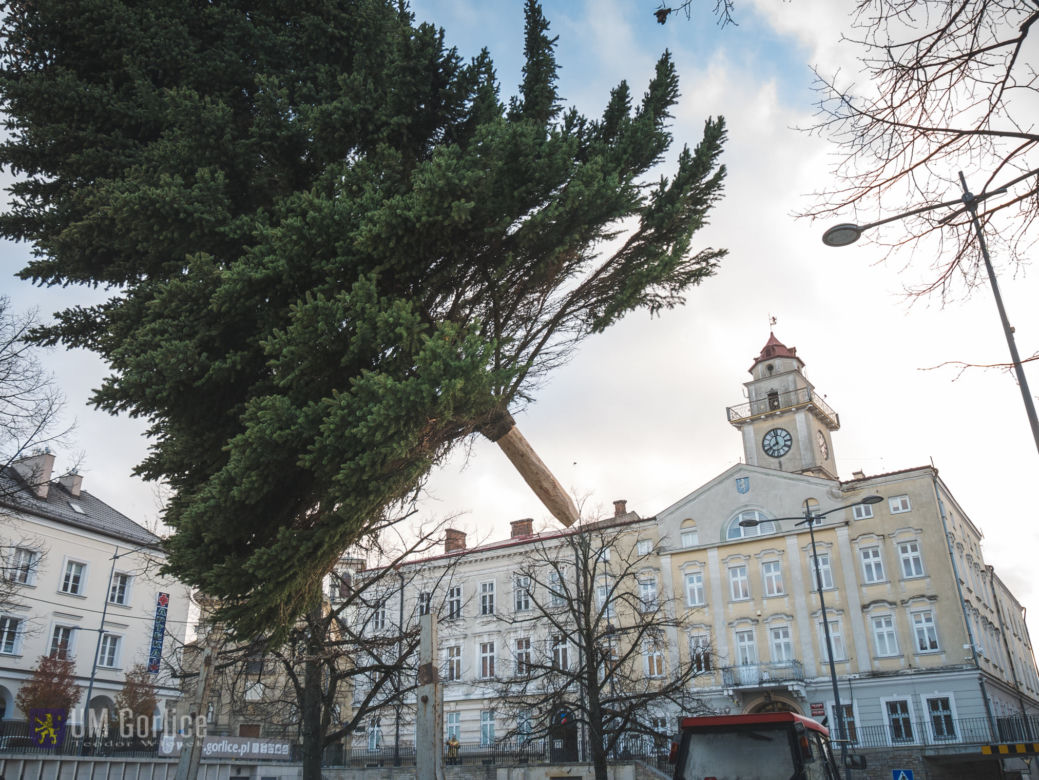 Choinka już stoi na rynku w Gorlicach! WSPANIAŁY świerk mierzy ponad 10 metrów