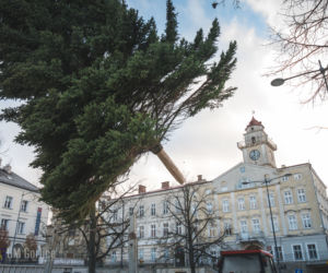 Choinka już stoi na rynku w Gorlicach! WSPANIAŁY świerk mierzy ponad 10 metrów