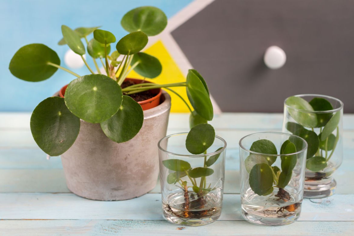 Pilea - pieniążek