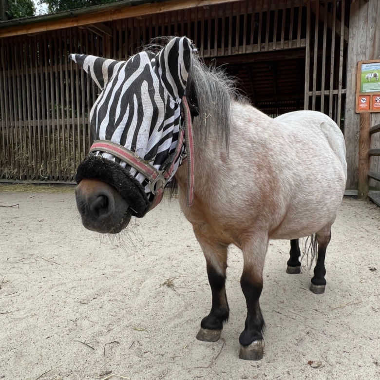 Ni to zebra, ni to koń. Wszystkiemu winne są... owady