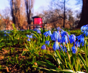 Cebulice kwitną w Szczecinie