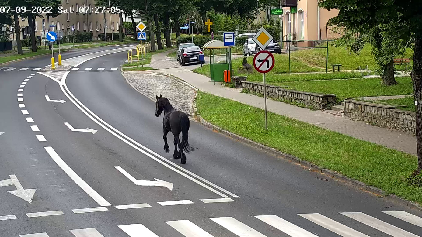 Konik na gigancie. Niecodzienna akcja w centrum Szczecinka