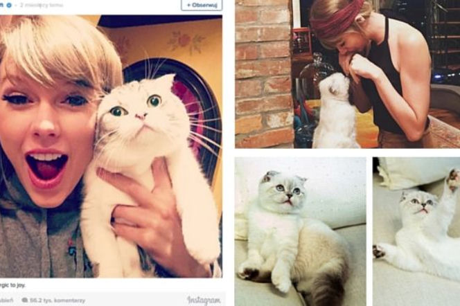 Wszystkie koty Taylor Swift! Zobacz galerię 1. kociary show biznesu