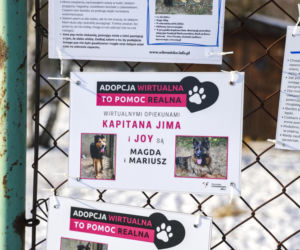 Marta Krupa z pomocą dla zwierząt. Nakarmiła psy i koty w potrzebie