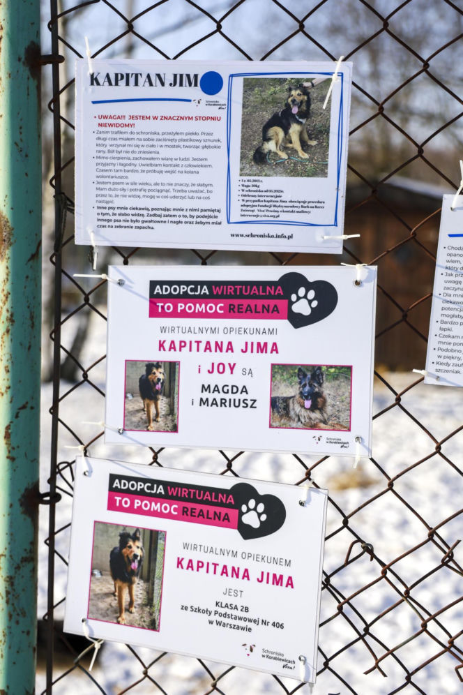 Marta Krupa z pomocą dla zwierząt. Nakarmiła psy i koty w potrzebie