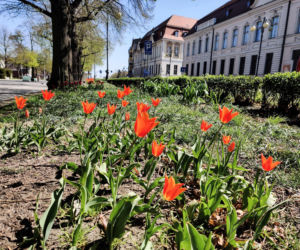 Kwiaty w centrum Szczecina