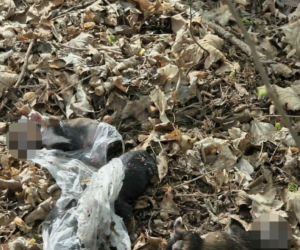 Martwe szczeniaki znalezione pod Warszawą