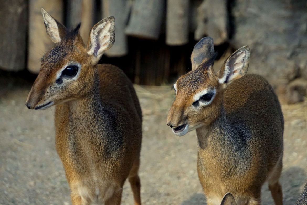 We wrocławskim zoo urodził się mały dikdik