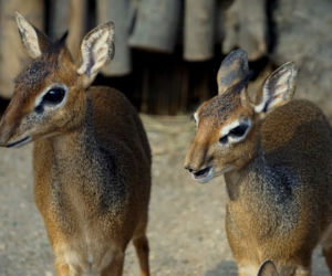 We wrocławskim zoo urodził się mały dikdik