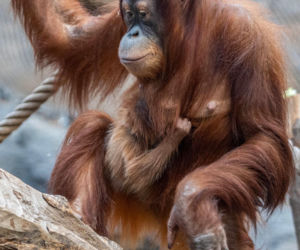 Na świat przyszedł pierwszy w historii Polski orangutan sumatrzański! Cud narodzin w łódzkim zoo