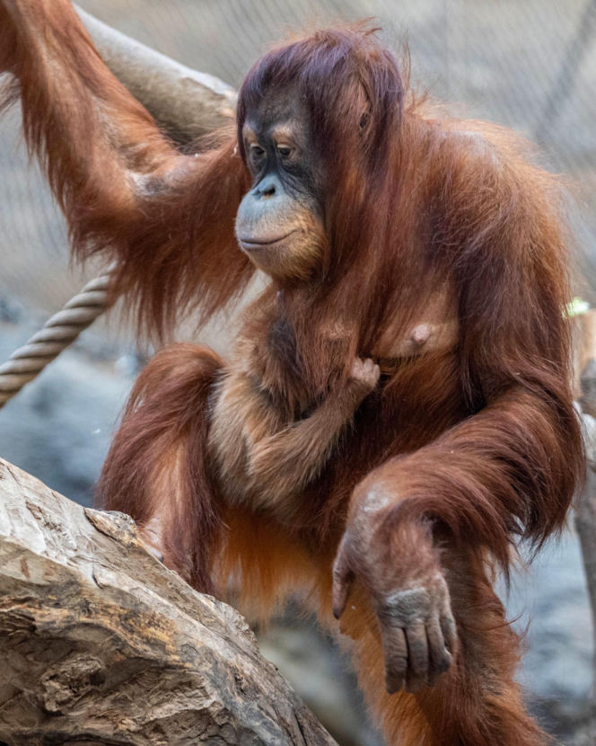 Na świat przyszedł pierwszy w historii Polski orangutan sumatrzański! Cud narodzin w łódzkim zoo