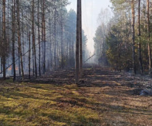 Płonął las w powiecie radomszczańskim. Ogień strawił 10 hektarów poszycia!