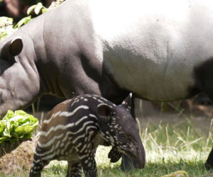 Historyczne narodziny w płockim zoo. To pierwszy urodzony w Polsce tapir malajski!