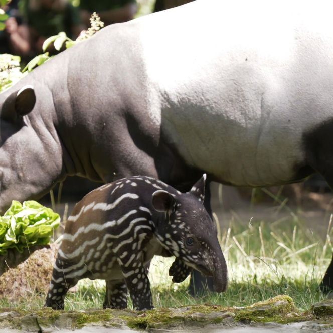 Historyczne narodziny w płockim zoo. To pierwszy urodzony w Polsce tapir malajski!