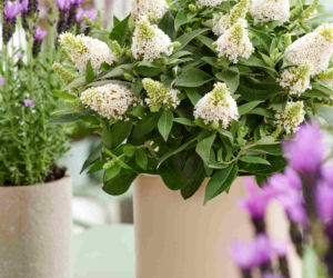 Budleja Dawida Little Rockstars