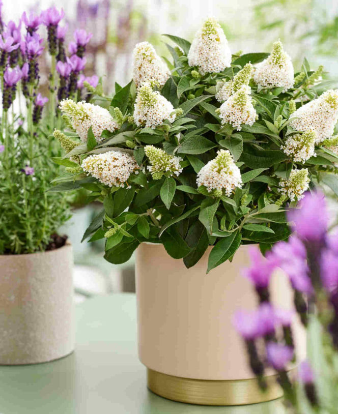 Budleja Dawida Little Rockstars