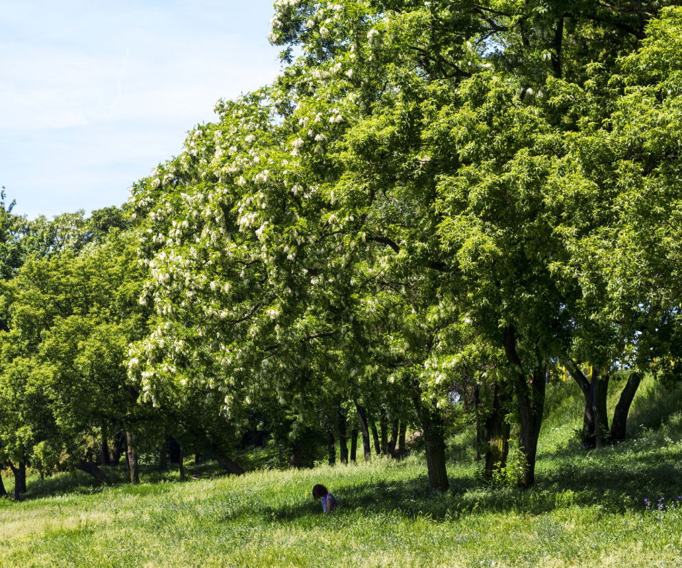 Natura niedaleko mostu kolejowego w Toruniu - zdjęcie dnia