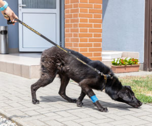 Pies walczy o życie po postrzeleniu 