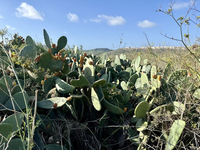 Opuncja rośnie nie tylko na Malcie ale także na Gozo
