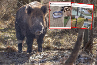 Dzik rozszarpał psa pod Warszawą, na Białołęce dzika porodówka. Locha urodziła pod balkonem?!