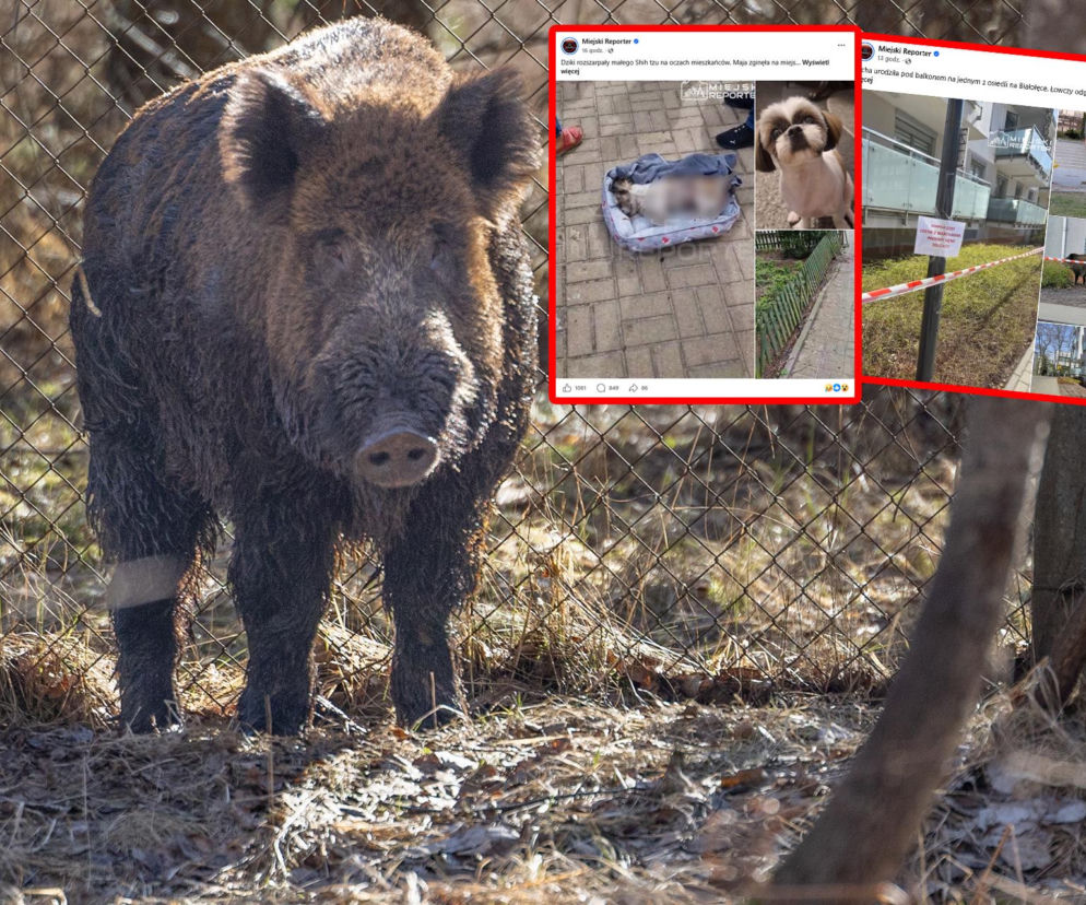 Atak dzików pod Warszawą i zabity pies. Na Białołęce locha urządziła sobie porodówkę