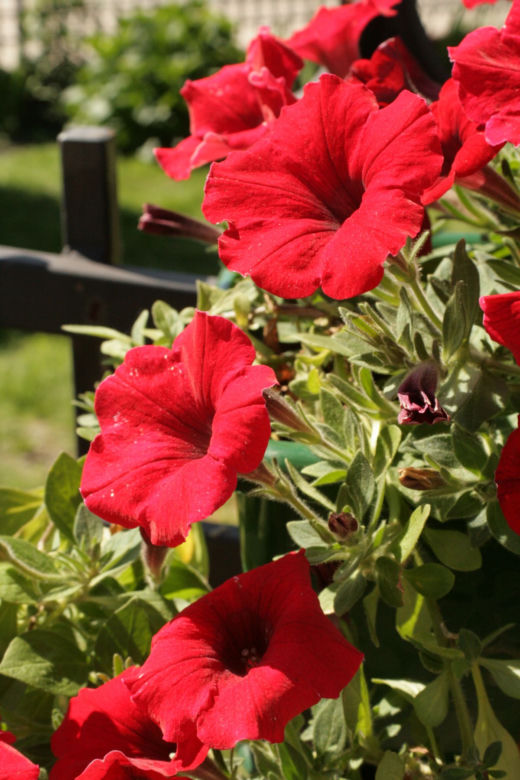 Petunia ogrodowa