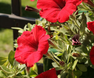 Petunia ogrodowa