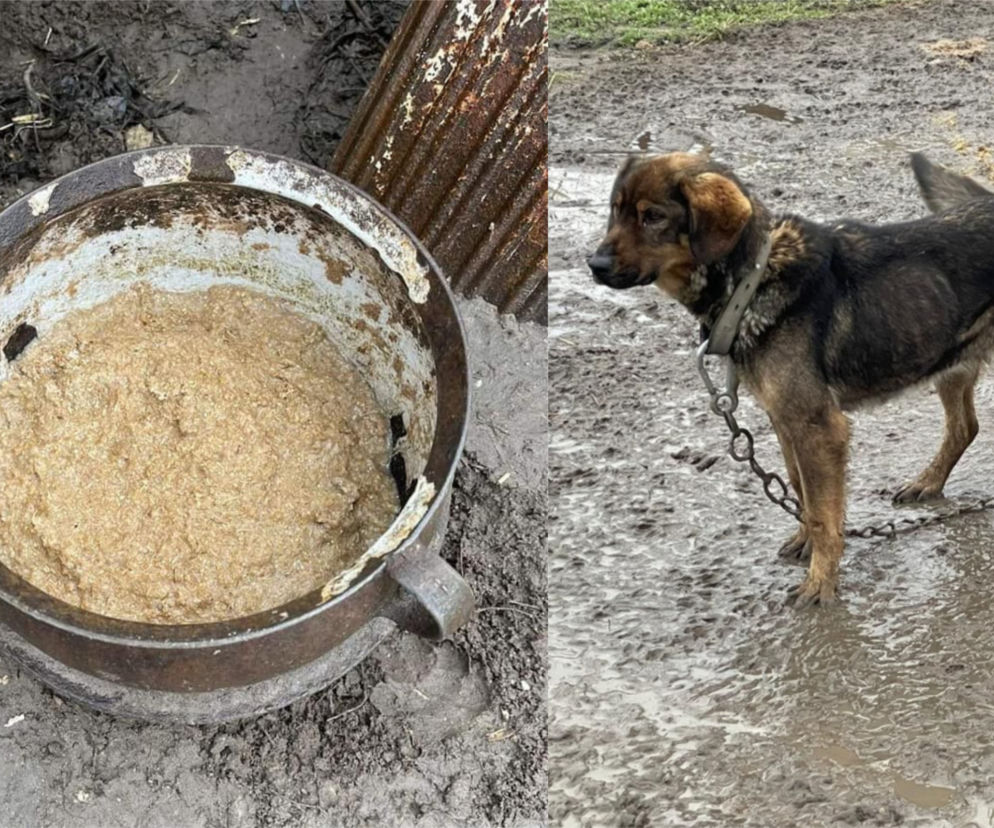 Te psy to sama skóra i kości! Właściciel karmił je paszę dla świń [ZDJĘCIA]