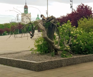 Ktoś zniszczył charakterystyczne drzewko na placu Solidarności