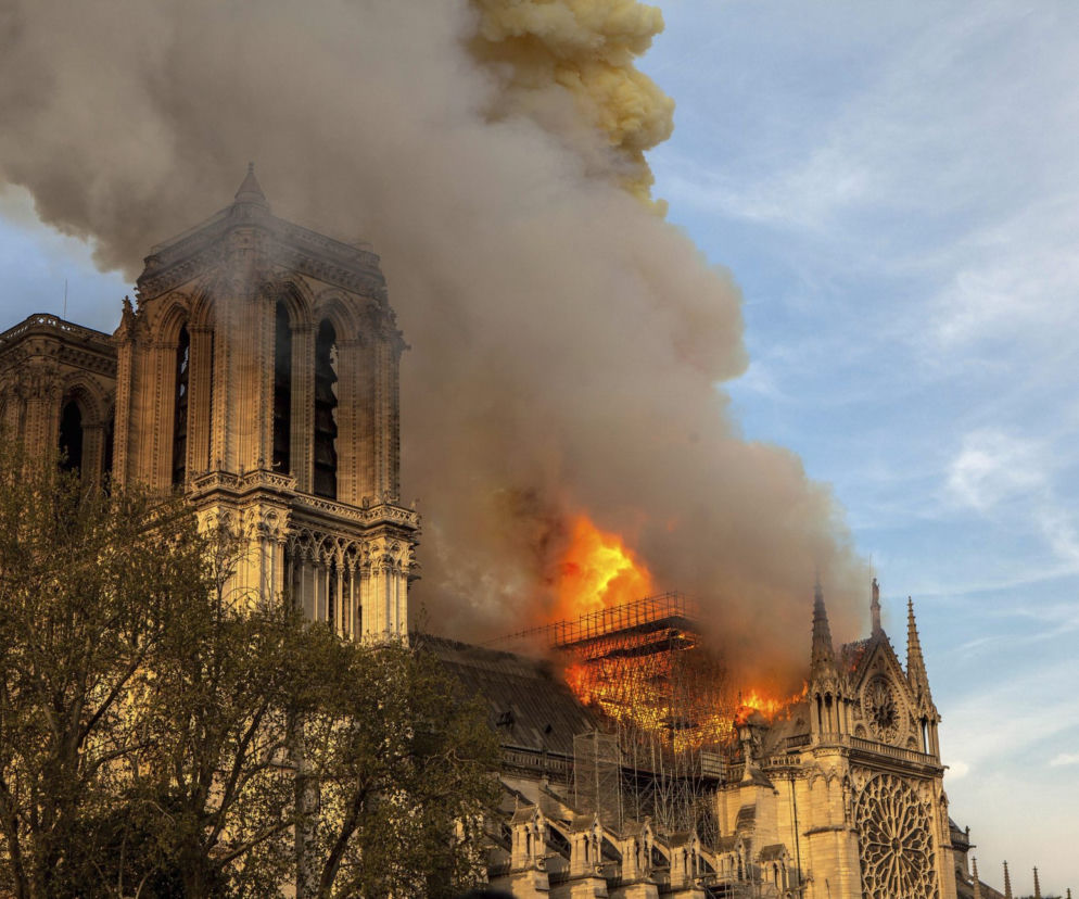 Pszczoły przeżyły pożar Notre Dame 