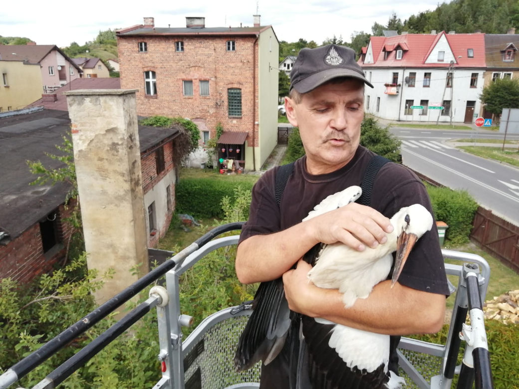 Bocian WYPADŁ ze swojego gniazda! Potrzebna była fachowa pomoc