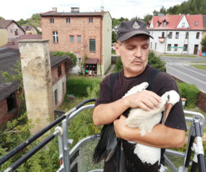 Bocian WYPADŁ ze swojego gniazda! Potrzebna była fachowa pomoc
