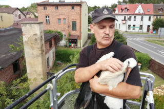 Miasteczko Krajeńskie: Bocian WYPADŁ ze swojego gniazda! Potrzebna była fachowa pomoc [ZDJĘCIA]