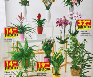 promocje w Biedronce