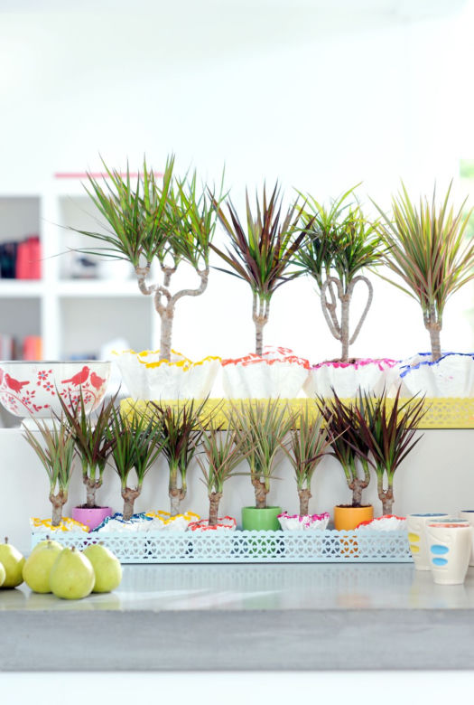 Dracena