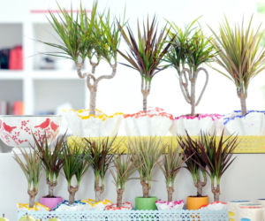 Dracena