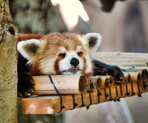 Mieszkańcy zoo chętnie przyjmą gości w święta